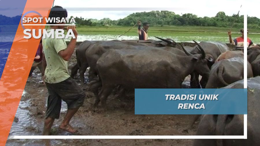 Renca, Tradisi Menyambut Masa Tanam Padi Masyarakat Sumba