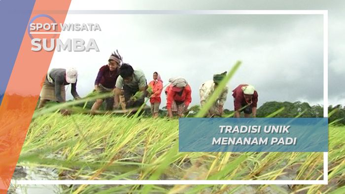 Sambil Mendendangkan Nyanyian, Beginilah Masyarakat Sumba Menanam Padi