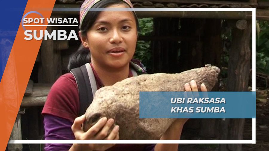 Ubi Manusia, Ubi Raksasa Khas Sumba yang Tidak Bisa Ditawar