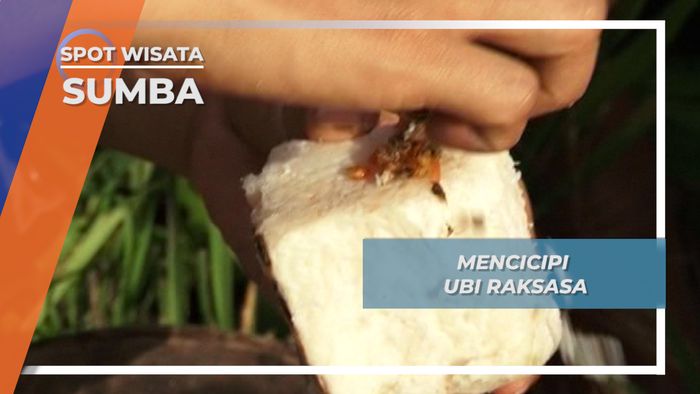 Dicocol Dengan Sambal Teri Khas Sumba, Kelezatan Ubi Manusia Tiada Duanya