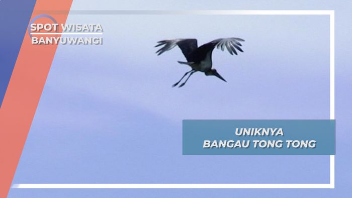 Bangau Tong-tong, Penghuni Pantai Grajagan Alas Purwo 