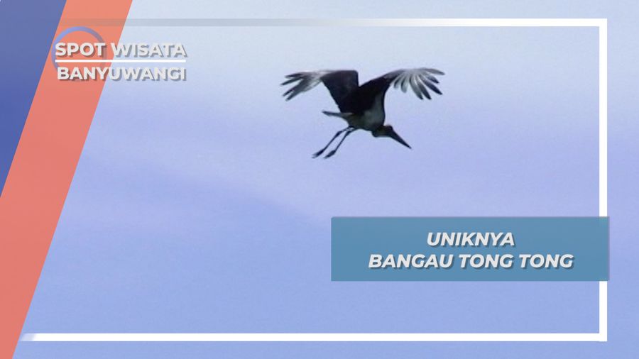 Bangau Tong-tong, Penghuni Pantai Grajagan Alas Purwo 