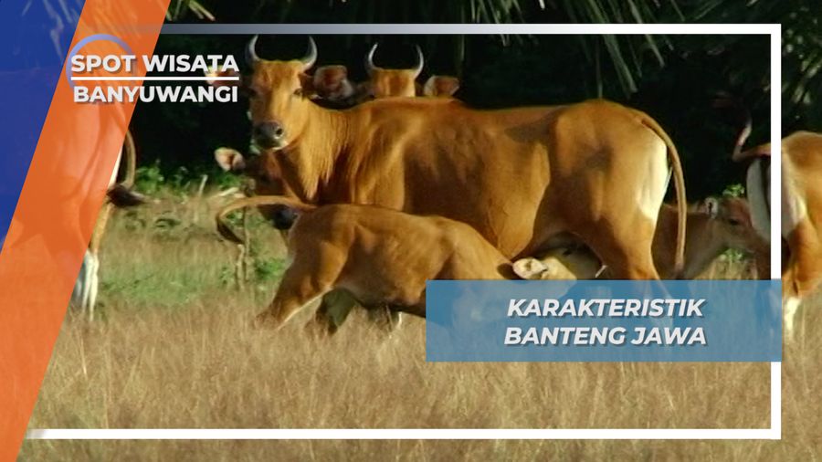 Memahami Banteng Jawa, Penghuni Alas Purwo 