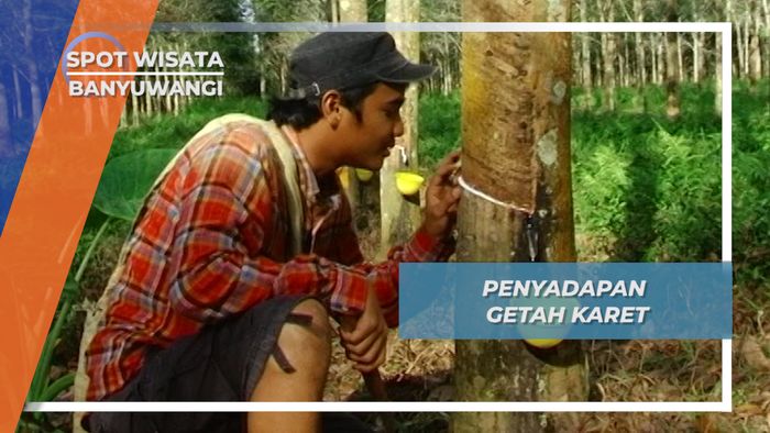 Penyadapan Getah Karet Kecamatan Glenmore Banyuwangi