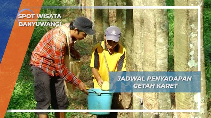 Perhitungan Waktu Terbaik Penyadapan Getah Karet, Kecamatan Glenmore Banyuwangi