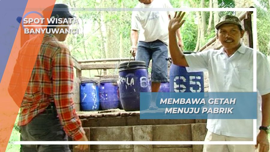Membawa Getah Karet ke Pabrik, Kecamatan Glenmore Banyuwangi