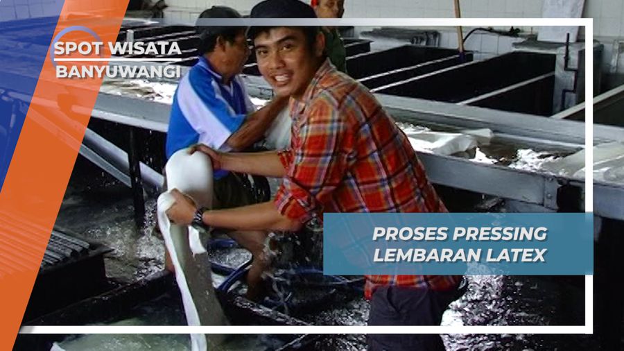 Pressing Lembaran Latex Membuang Kandungan Air dan Amonia, Kecamatan Glenmore Banyuwangi