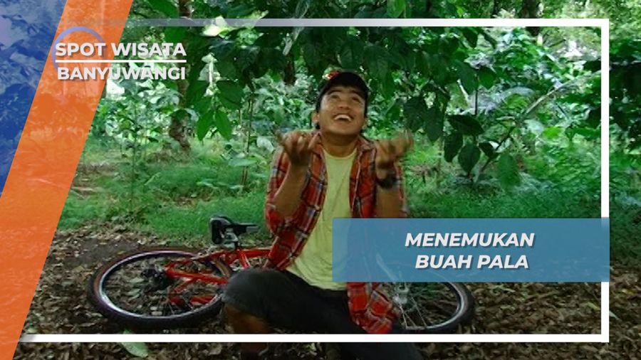 Buah Pala, Rempah dengan Wangi Eksotis Khas Nusantara, Banyuwangi