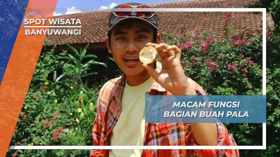 Buah Pala, Buah yang Semua Bagiannya Bisa Dimanfaatkan, Margo Utomo, Banyuwangi