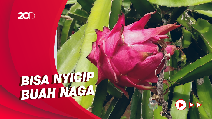 Menyegarkan Mata dan Rasa di Kebun Buah Naga Cidodog