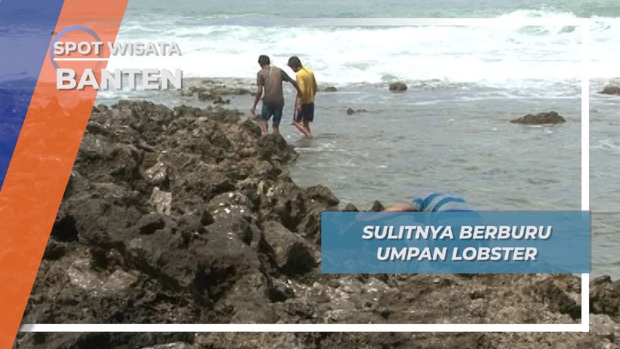 Temikil, Umpan Lobster yang Sulit Dicari, Banten