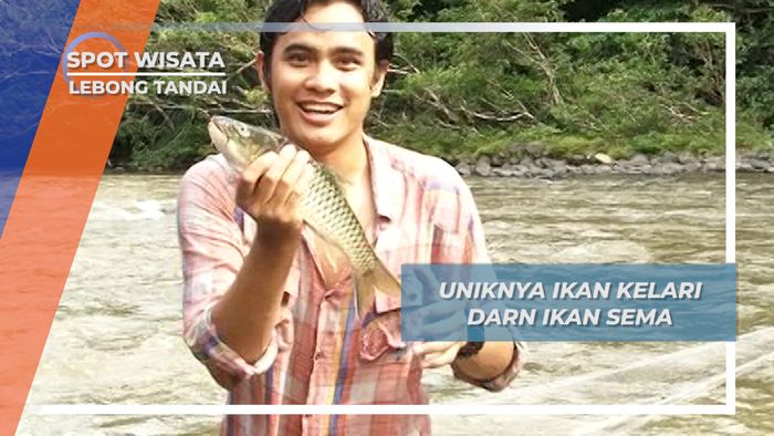 Kelari, Ikan Tawar Bermoncong Hiu, Lebong Tandai Bengkulu Utara 