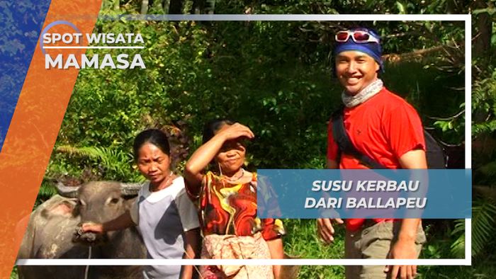 Memerah Susu Kerbau di Pagi Hari, Kebiasaan Masyarakat Ballapeu, Mamasa