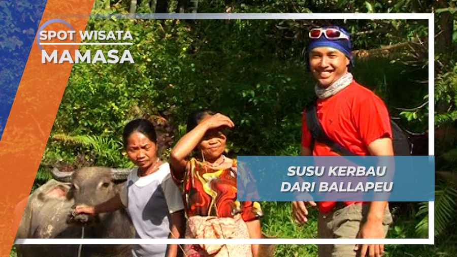 Memerah Susu Kerbau di Pagi Hari, Kebiasaan Masyarakat Ballapeu, Mamasa