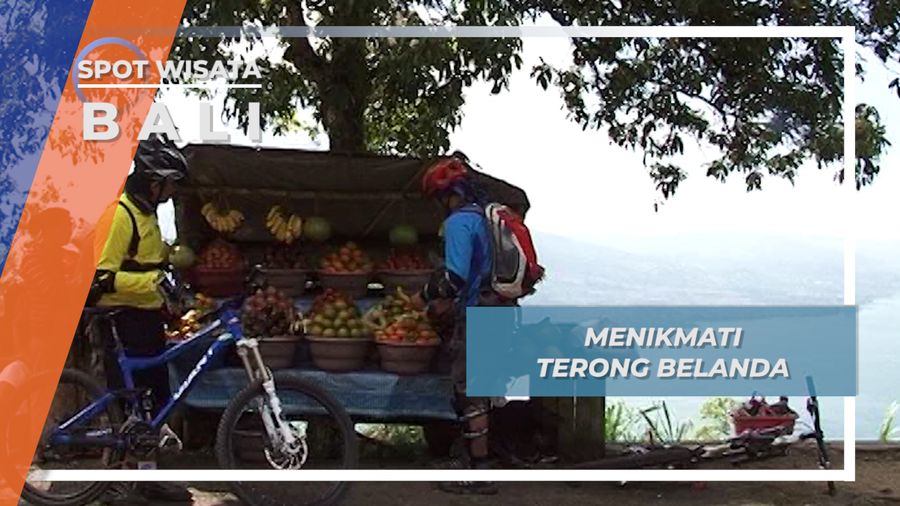 Kecut tapi Segar, Mengisi Energi Menikmati Terong Belanda, Kintamani Bali    