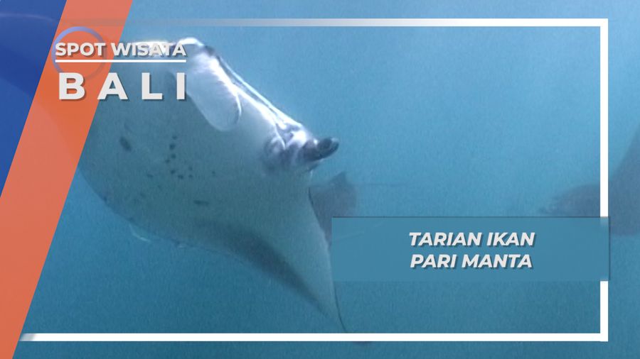 Tarian Ikan Raksasa Pari Manta di Manta Point  Nusa Penida Bali