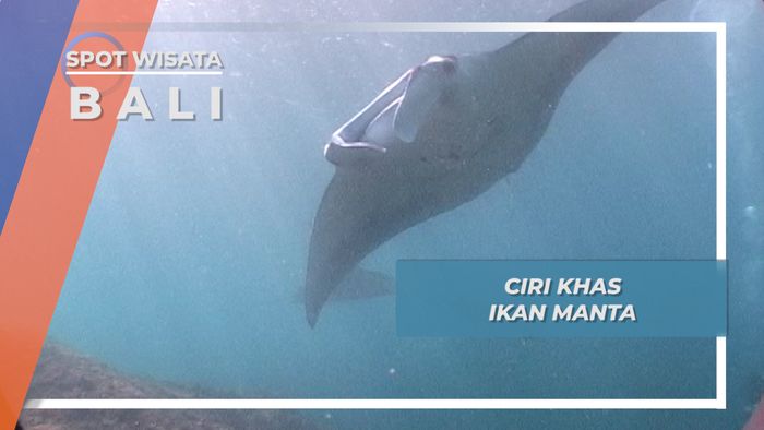 Manta, Ikan Raksasa Berekor Cambuk di Nusa Penida Bali