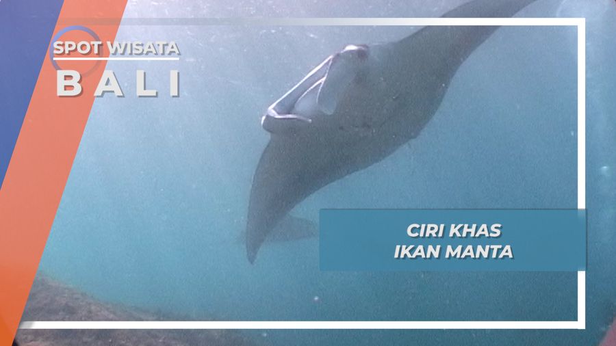 Manta, Ikan Raksasa Berekor Cambuk di Nusa Penida Bali