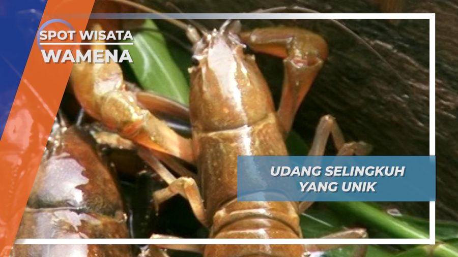Udang Selingkuh, Belakang Udang Depan Kepiting di Jembatan Sungai Baliem Wamena