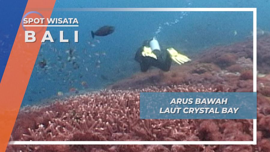 Mencari Molamola, Menuai Arus Bawah Yang Kuat di Crystal Bay Bali