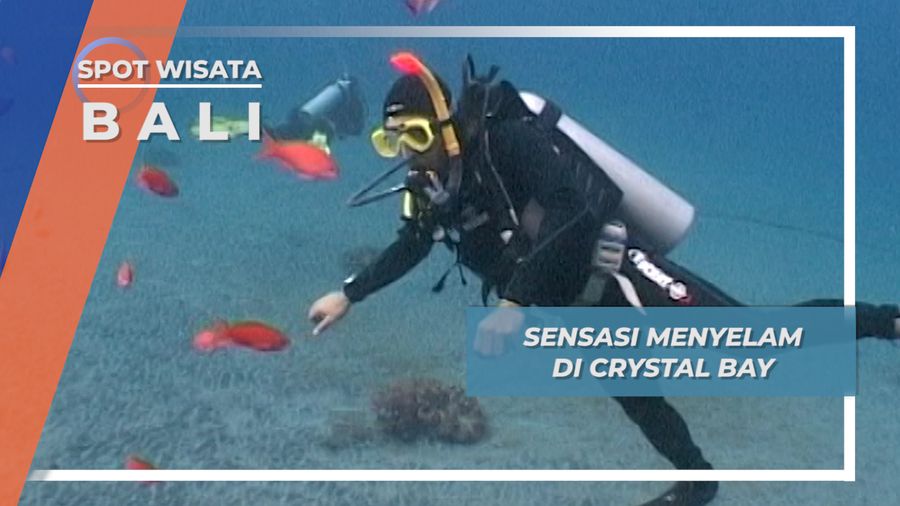 Karang Cemara, Siput Laut Nan Lucu Menjadi Hiburan Lepas dari Arus Kuat Cystal Bay Bali