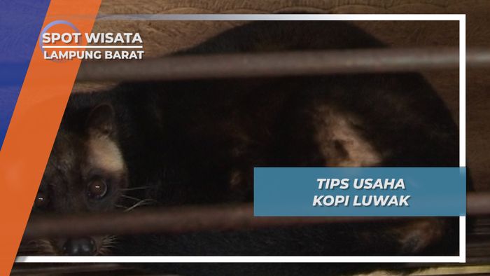 Menjaga Kesehatan Luwak Untuk Menghasilkan Kopi Berkualitas, Lampung Barat  