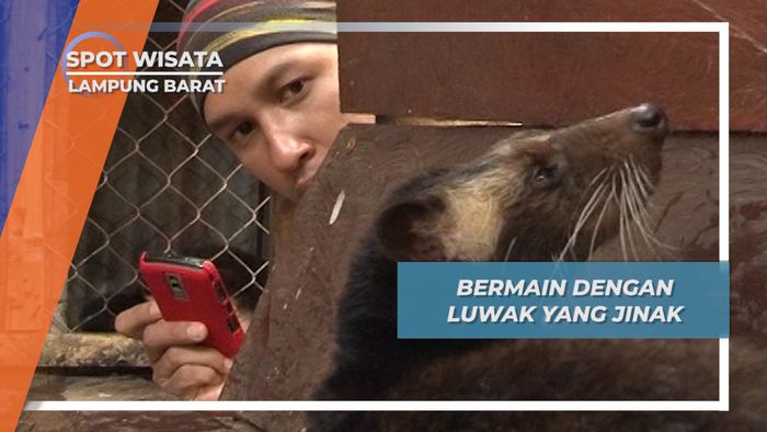 Bermain dengan Ronggo, Luwak Jinak Penghasil Kopi Lampung Barat