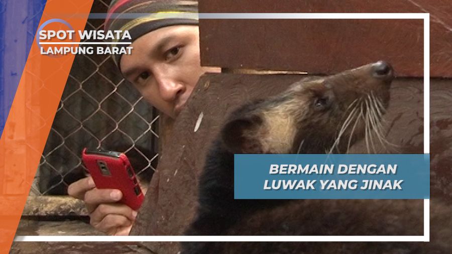 Bermain dengan Ronggo, Luwak Jinak Penghasil Kopi Lampung Barat