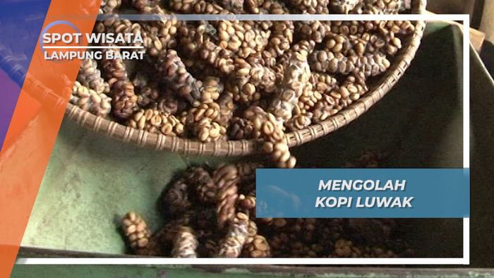 Menyulap Feses Luwak Menjadi Kopi Bubuk yang Nikmat, Lampung Barat