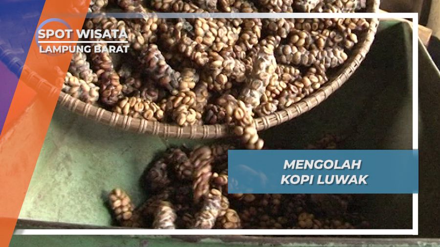 Menyulap Feses Luwak Menjadi Kopi Bubuk yang Nikmat, Lampung Barat