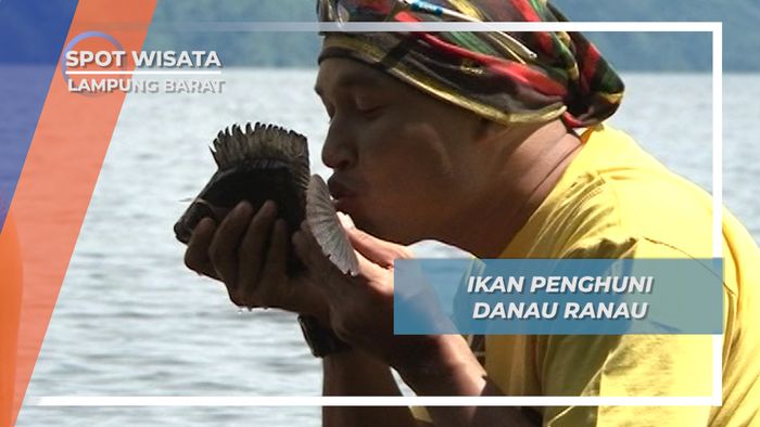Ikan Mujair, Penghuni Danau Ranau Lampung Barat