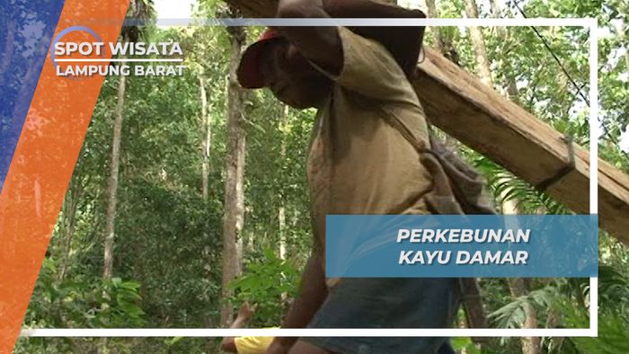 Desa Pahmungan Krui Lampung Barat, Penghasil Damar Terbesar