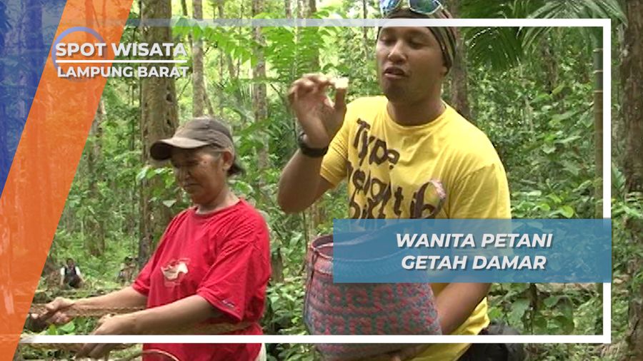 Bu Nur, Wanita Pemanjat Getah Damar, Desa Pahmungan Krui Lampung Barat, 