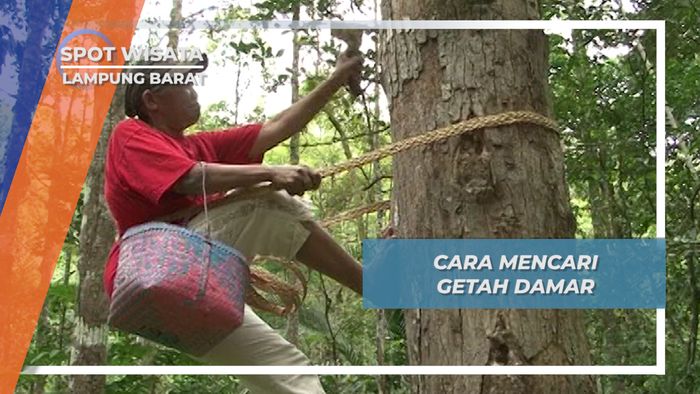 Memburu Getah Damar, Memanjat Tinggi Desa Pahmungan Krui Lampung Barat, 