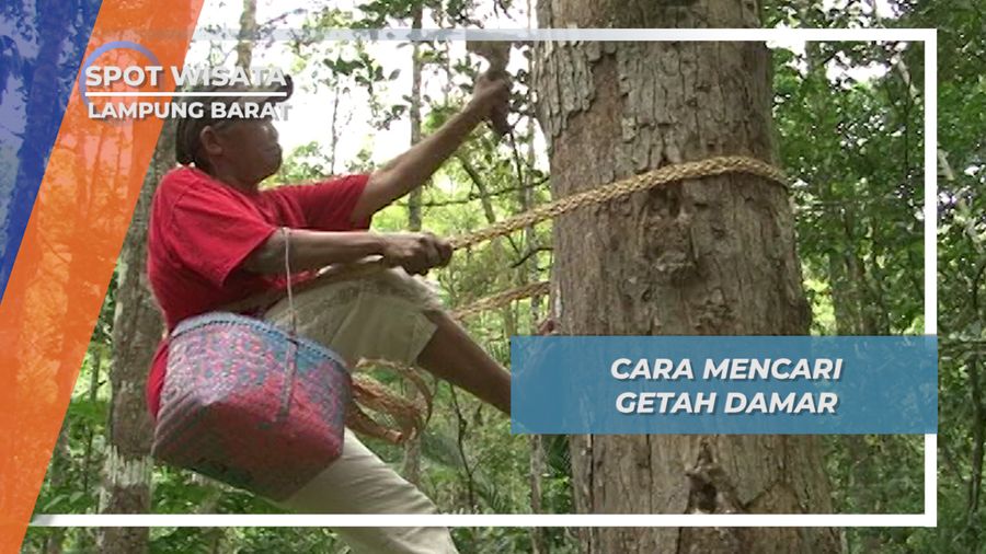 Memburu Getah Damar, Memanjat Tinggi Desa Pahmungan Krui Lampung Barat, 