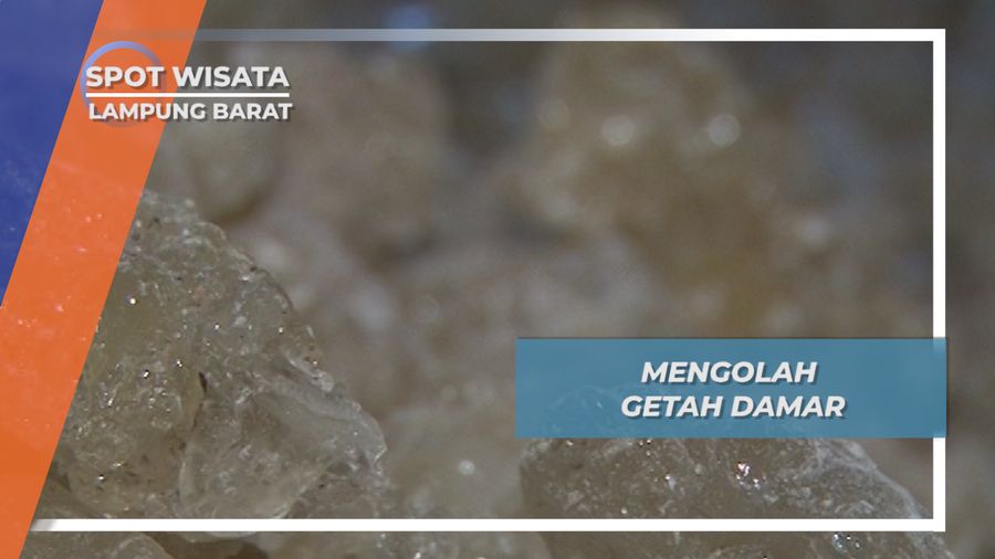 Getah Damar, Hasil Alam dengan Aneka Kegunaan Bagi Warga Desa Pahmungan, Lampung Barat