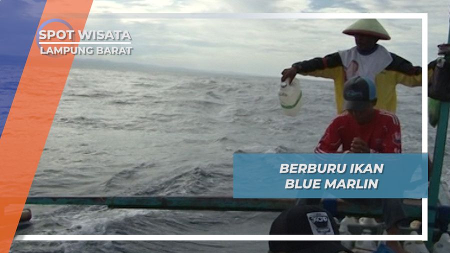 Mengejar Marlin, Melempar Umpan di Lampung Barat Samudra Hindia
