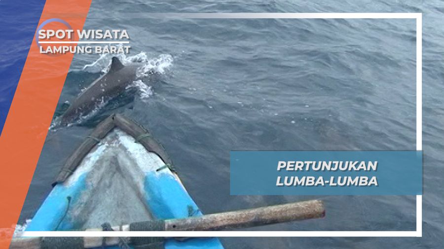 Tarian Lumba-lumba di Hamparan Laut Lampung Barat