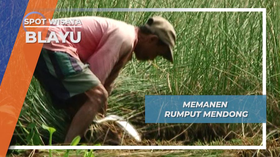 Rumput Mendong, Rumput Liar Bahan Pembuat Tikar dari Desa Blayu Wajak Malang