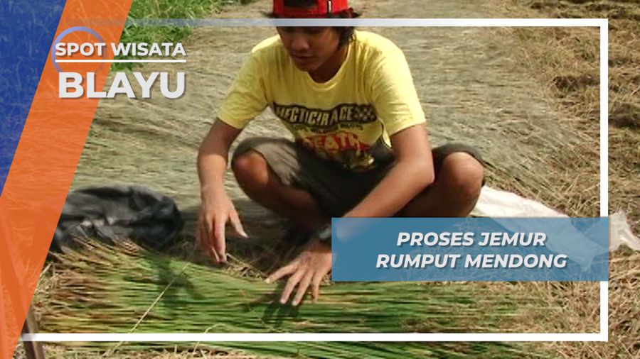 Proses Jemur Rumput Mendong, Blayu Malang