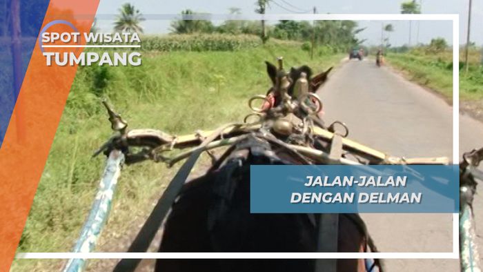 Delman, Transportasi Tradisional Terfavorit di Tumpang Malang