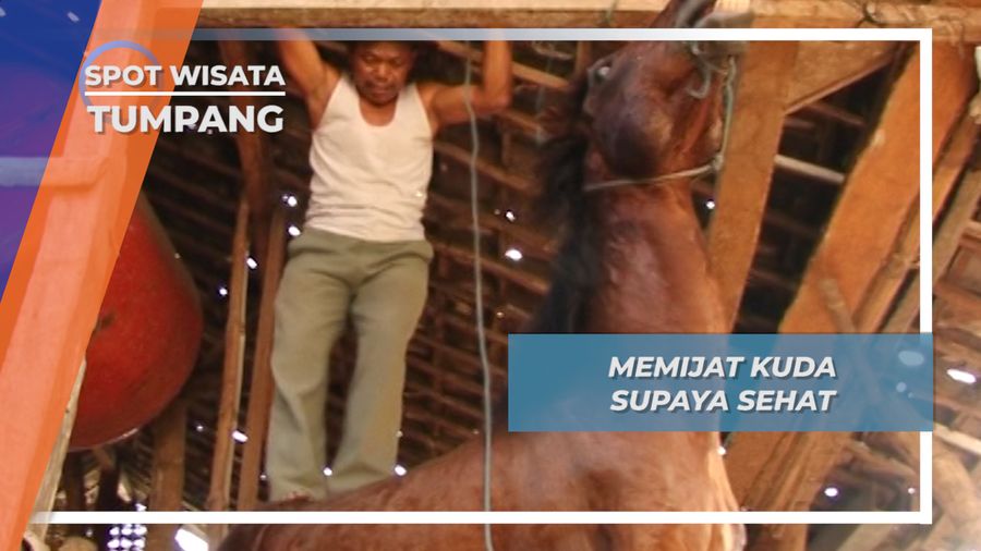 Pemijatan Kuda, Menjaga Stamina Si Penarik Delman Tumpang Malang