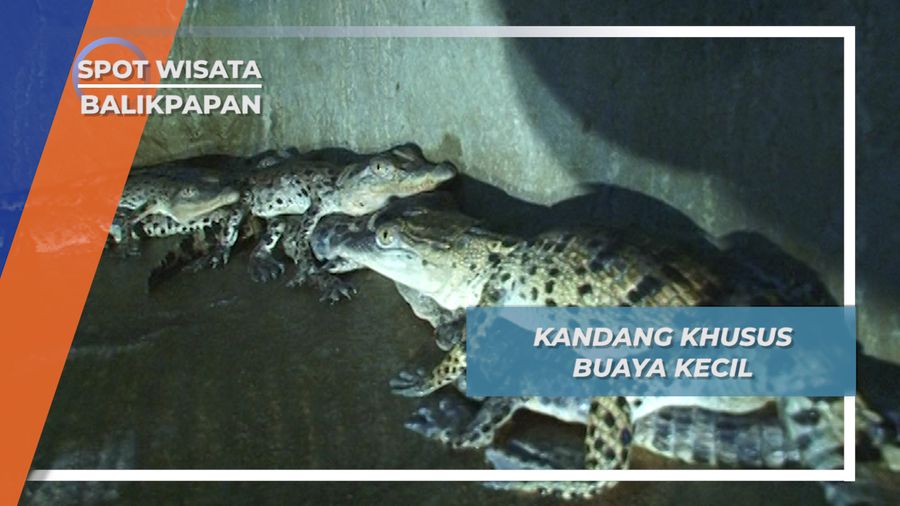 Cahaya Minim Di balik Kandang Khusus untuk Buaya Kecil, Balikpapan