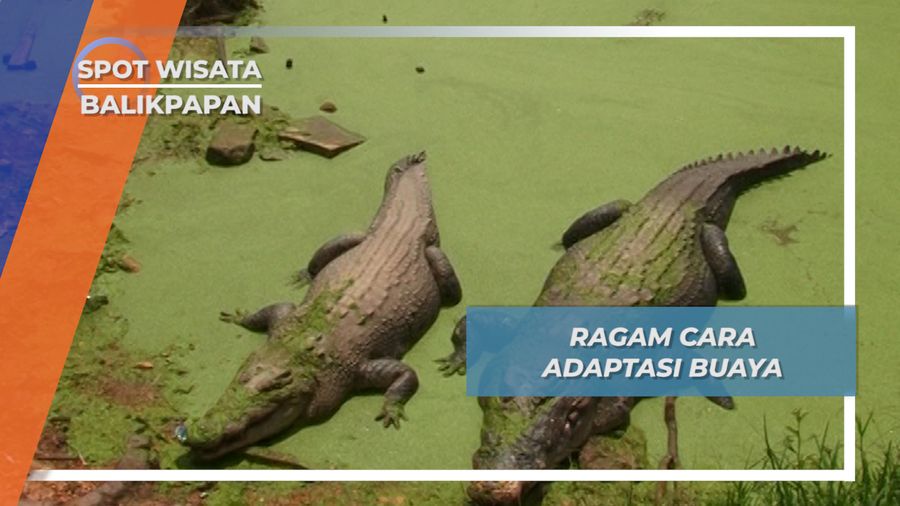 Cara Buaya Beradaptasi dengan Suhu, Balikpapan