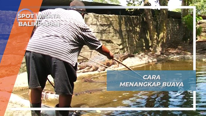 Menangkap Si Reptil Purba, Buaya, Balikpapan