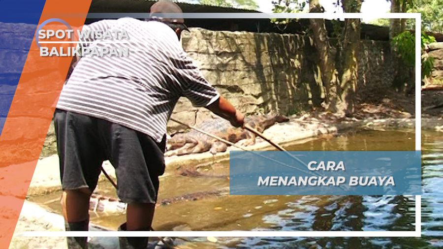 Menangkap Si Reptil Purba, Buaya, Balikpapan