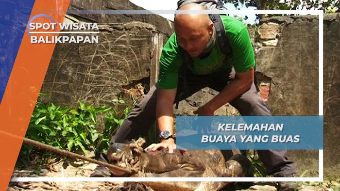 Kelemahan Buaya yang Buas, Balikpapan