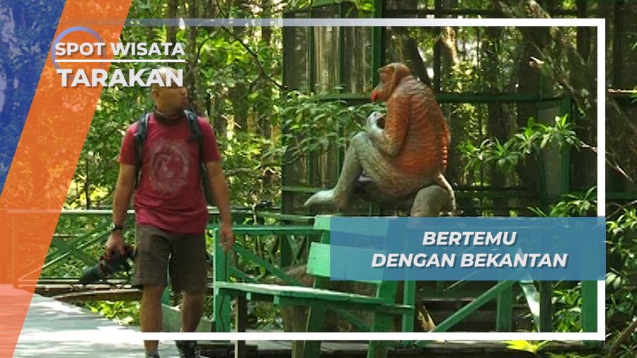 Bekantan, Satwa Ikonik dari Kalimantan Timur, Tarakan