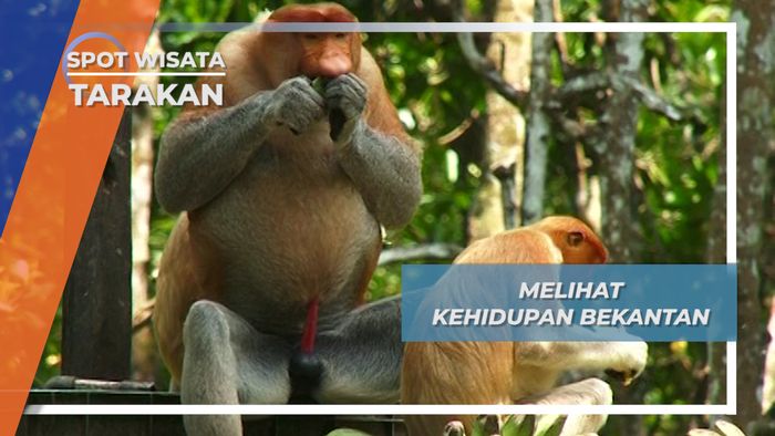Hidup Berkelompok, Beginilah Keseharian Bekantan, Tarakan