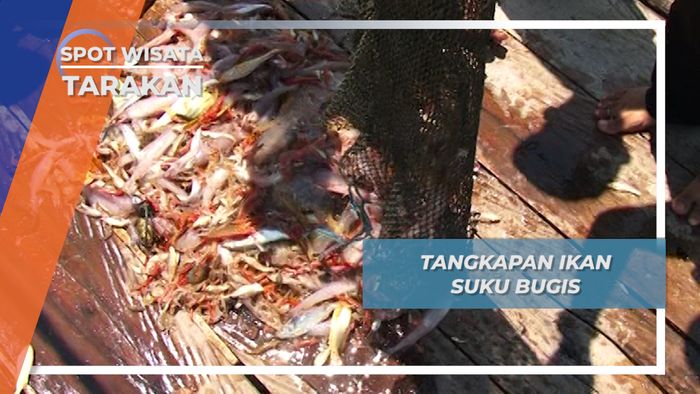 Inilah Hasil Tangkapan Ikan Suku Bugis, Tarakan